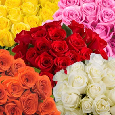 20 Arrangements of 25 Mixed Colour Roses Each . Total - 500 Roses Colours of Life