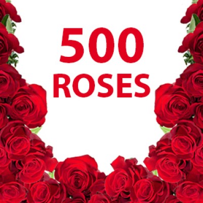 20 Arrangements of 25 Red Roses Each . Total - 500 Red Roses 500 Beautiful Red Roses