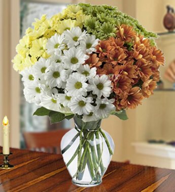 40 stem of White, Orange, Yellow and Green Chrysanthemums in a Glass Vase. (one sided Round arrangement) Amazing Daisies