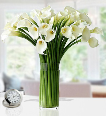 30 Stems of Cala Lilies in a Glass Vase Morning Glory