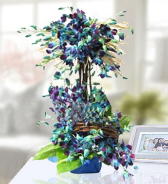 Double Arrangement of 40 Stems of Blue Orchids with fillers Blue Blooms