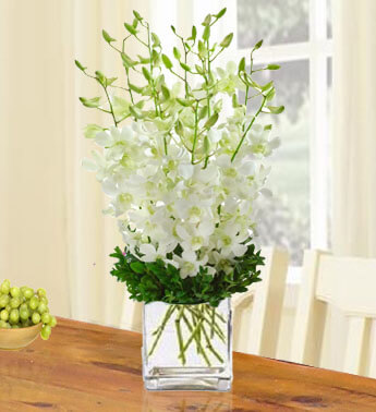 Arrangement of 20 White Orchid in a cube vase. Cloud White Orchids