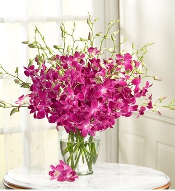 30 stems of purple orchids in a glass vase. Exotic Purple Orchids